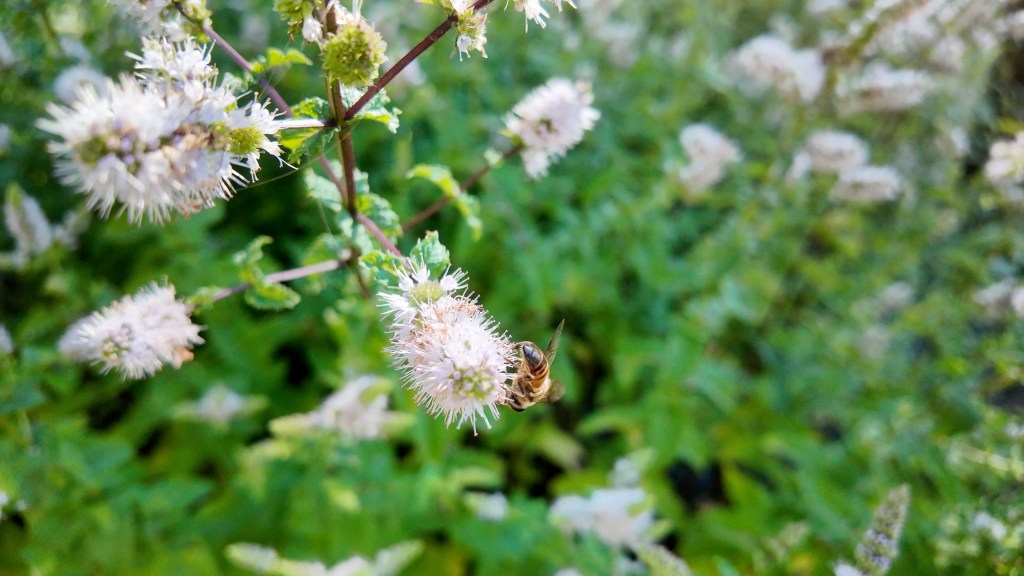A bee pollinating a mint plant in the garden